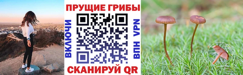 Галлюциногенные грибы мицелий Новозыбков
